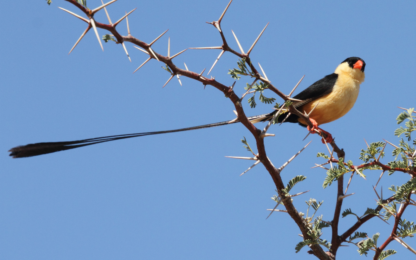 image Shaft-tailed Whydah